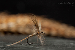 Fly by Roger Enger Lie